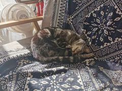 -平行世界·猫咖(首经贸店)
