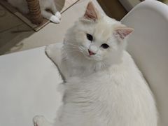 -藏猫猫咖啡主题馆(中央大道店)