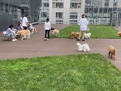 -百好乐宠物友好餐厅(朝外大街店)