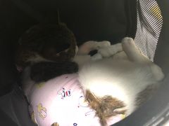 -纳吉亚猫专科动物医院博雅分院
