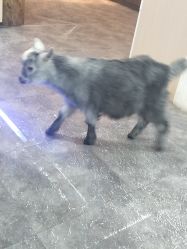-神奇动物撸宠馆·羊驼·小浣熊·异宠(豫园店)