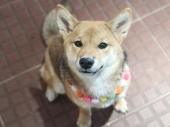 -柴犬高等学院·狗咖·柴犬售卖·宠物训练