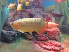 -上海海洋水族馆