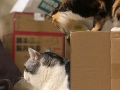 -瑞鹏宠物医院·骨科·猫科·内科(第一中心)