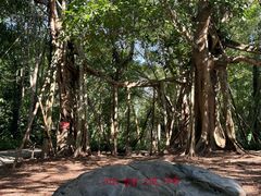 -中国科学院西双版纳热带植物园