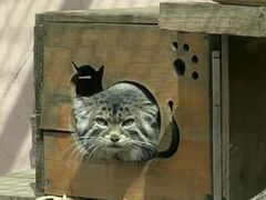 -青藏高原野生动物园