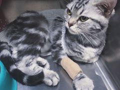 -安安宠医·臻爱宠物医院(簇锦北路分院)