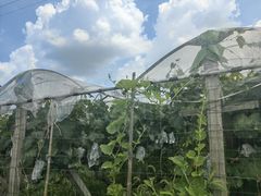 -马陆小张葡萄园农家乐