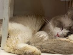 -喵喵咪呀布偶猫咖(春熙路店)