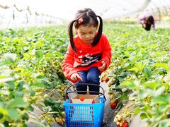-小鱼草莓采摘园农家乐·小鱼餐厅