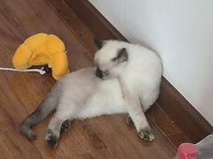 -联合动物医院(光谷诊疗中心)