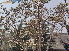-西安市广仁寺
