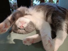 -这儿没有猫·猫咖萌宠馆·撸猫