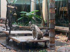 -麒麟中餐厅·经典粤菜·地道菜式老字号(广州长隆酒店)