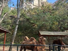 -大连森林动物园