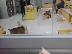 -柴源莊·柴小宠柴犬咖啡