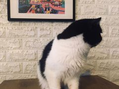 -平行世界·猫咖(首经贸店)