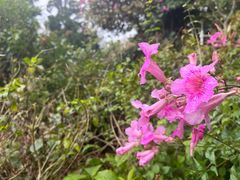 -莲花山公园