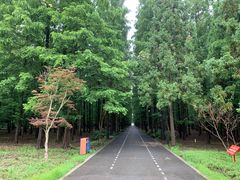 -东平国家森林公园
