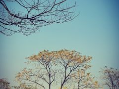 -盘龙城国家考古遗址公园