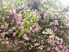 -深圳国际园林花卉博览园