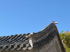 -天津大悲禅院