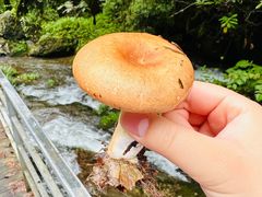 -龙苍沟森林公园