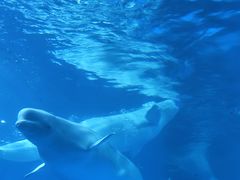 -海合安成都极地海洋公园