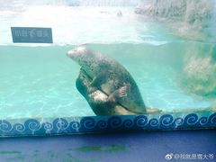 -秦皇岛乐岛海洋王国