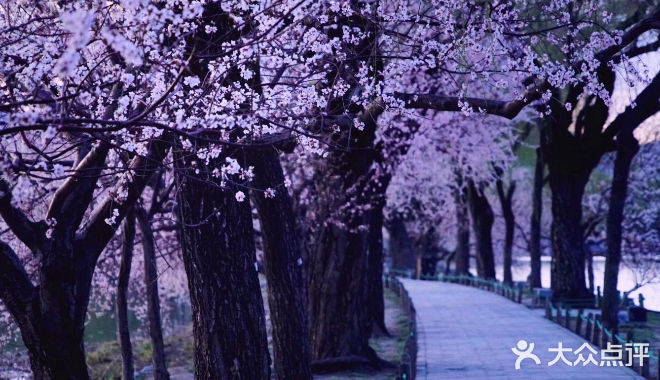 3月踏春｜颐和园｜夜幕下的山桃🌸