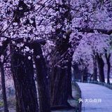 3月踏春｜颐和园｜夜幕下的山桃🌸