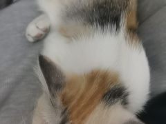 -宠颐生宠物医院外科·内科·皮肤科·影像科(石龙店)