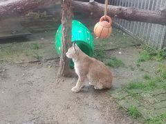 -青藏高原野生动物园