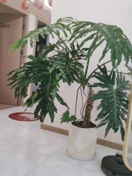 -伊姿衫日瘦 ·科技瘦身 ·纤体美妍