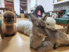 -猫色咖啡·猫咖
