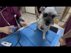 -美联众合动物医院·24h转诊中心