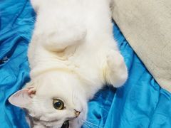 -瑞派康怡24h宠物医院·犬猫医疗中心·微创绝育(瑞景分院)