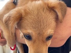 -艾贝尔宠物医院·狂犬免疫点(江山金象城店)