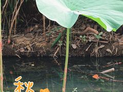 -同里国家湿地公园