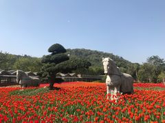 -东南花都花博园