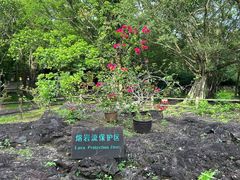 -海口火山口国家地质公园