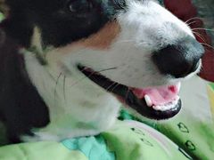 -宠福鑫康馨动物医院·骨科·眼科