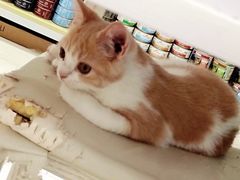 -喵的天空名猫咖啡馆·撸猫·猫舍·用品