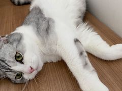 -东方名猫馆·英短金渐层布偶猫舍(环线广场1号楼店)