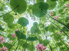 -东湖磨山景区