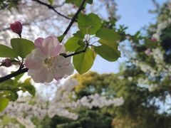 -上海滨江森林公园