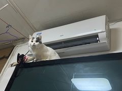 -萌兽医馆·犬猫专科·眼科中心·宠物医院(朝阳门分院)