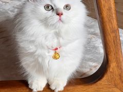 -babydoll猫舍·米努特·德文·缅因(久光中心店)