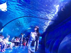 -迪拜水族馆及水下动物园