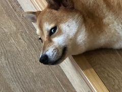 -南京Hallo宠物乐园·哈罗犬舍·柴犬繁育基地